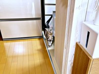 住宅点検をする営業さんのあとをついて歩くサスケくん（画像提供：みふゆ（三冬）さん）