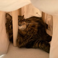 暗くて狭い場所が好きなのだそう（画像提供：マンチカンのアーサーさん）