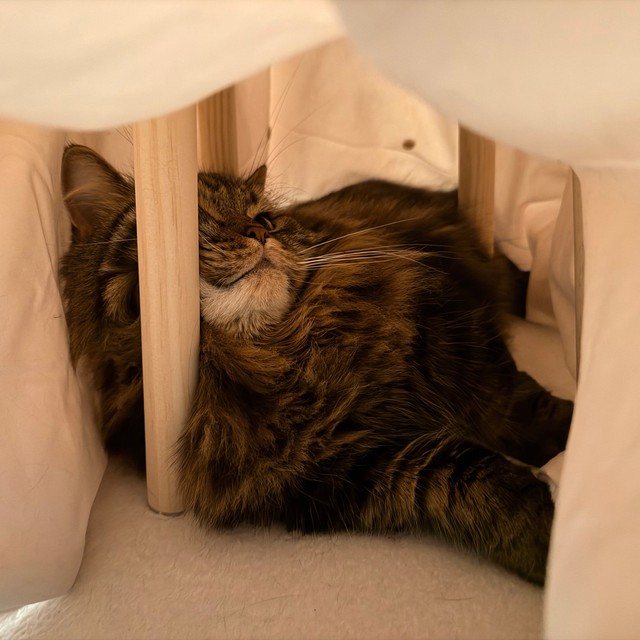 暗くて狭い場所が好きなのだそう（画像提供：マンチカンのアーサーさん）