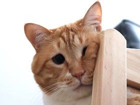 うまく自撮りできず、一日が潰れる…　猫ぐっぴーが多義語を解説