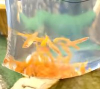 放流するメダカは近所のペットショップで購入／投稿主さん提供＝画像をトリミングしています