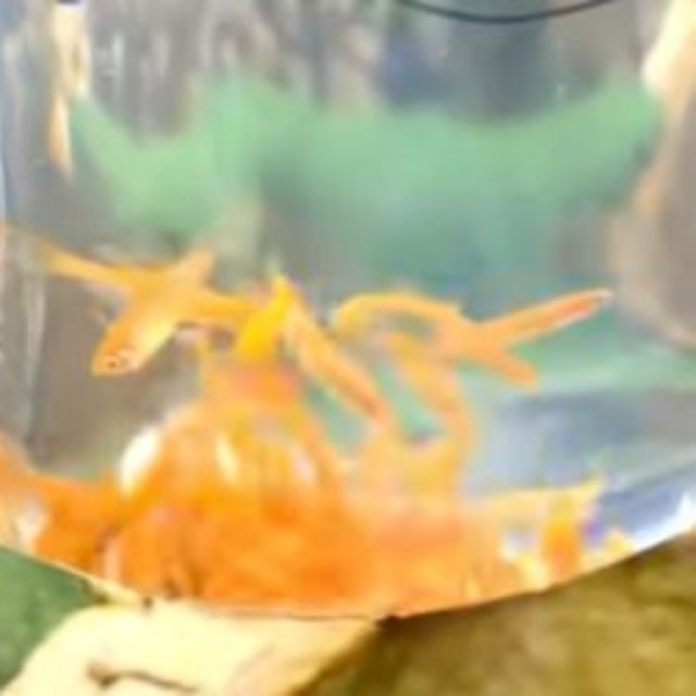 放流するメダカは近所のペットショップで購入／投稿主さん提供＝画像をトリミングしています