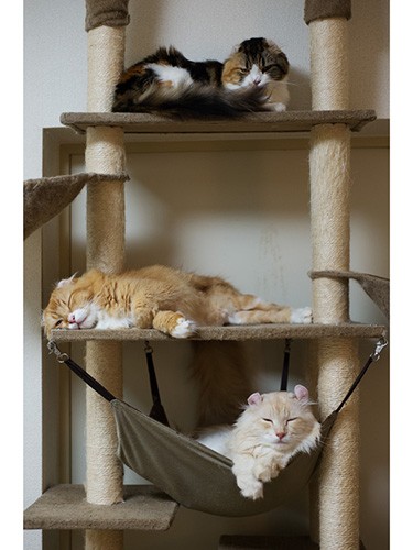 「僕のベッドスペースない。おばちゃんちにいるしかないか」（小林写函撮影）