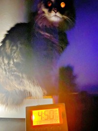 枕元で圧をかけるもなかちゃん（画像提供：おはぎともなかと時々オトンさん）