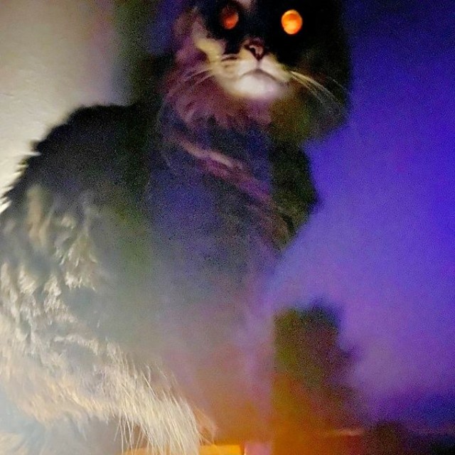 枕元で圧をかけるもなかちゃん（画像提供：おはぎともなかと時々オトンさん）