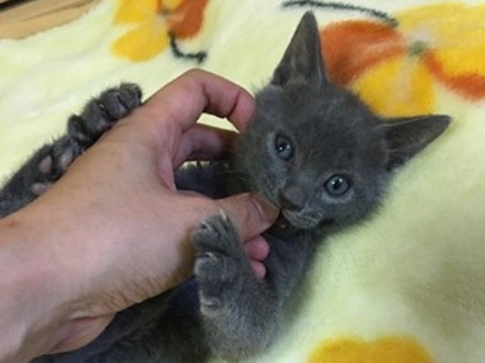 子猫時代の佐助