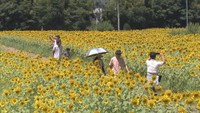 20万本のヒマワリが咲き誇っている岡山市北区牟佐の畑