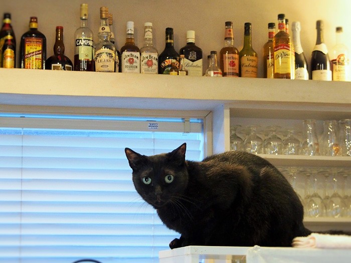 シャイなココ、５歳