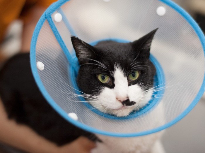 「こんにちは、ぽんたです。花粉症じゃなくても今春はみんなマスクだね」（小林写函撮影）