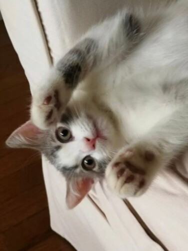 家にきたころの「Luffie」