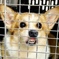 格子から鼻！ ムキ顔になった神楽ちゃん（画像提供：コーギーの神楽さん）