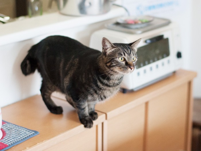 「あら、新しい化粧品を購入されたの？」（小林写函撮影）