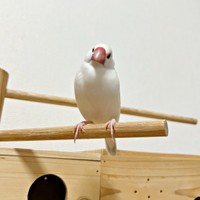 1歳のクリーム文鳥・ポッケくん（画像提供：白文鳥のコッコさん）