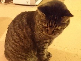 愛猫の写真でオリジナル年賀状づくりに挑戦！　その結果は