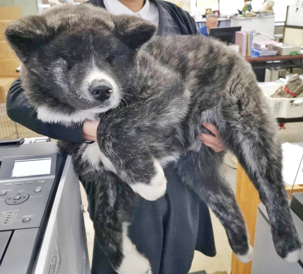 秋田犬★ 生後3カ月で18キロの秋田犬が「デカかわいい」と話題 どこまで大きく