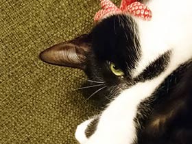 病気のわが子　介護の日々をささえてくれる保護猫の「つぶ」