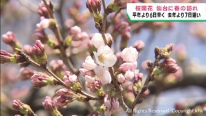 仙台で桜が開花　平年より６日早く前年より７日遅い開花