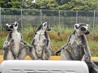 温まりながらきょろきょろ　写真提供：日本モンキーセンター