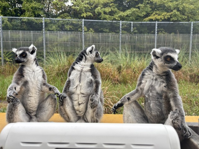 温まりながらきょろきょろ　写真提供：日本モンキーセンター