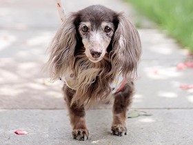 長い毛がきれいな「アロハ」　抱っこされるのが大好き