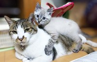 2019年5月初旬、先住のまるくんに保護されたリオくんは、まるくんをパパのように慕うようになりました（画像提供：めかりんまるさん）