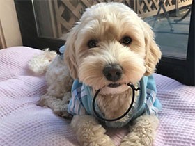 いつまでも一緒にいようね　ミックス犬の「なると」