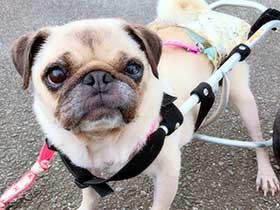 大病から復活して犬用の車イスに挑戦中　パグの「あゆ」
