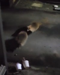 取っ組み合いのケンカで鉢植えを倒し、うなり声を上げながら激しく追い回すアナグマ2頭（提供画像）