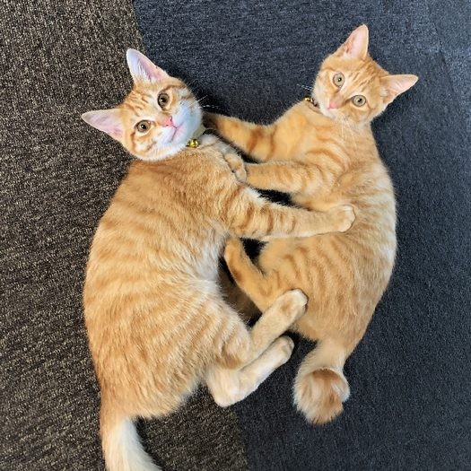 だいず（右）ときなこ（左）の兄弟（しまや出版提供）