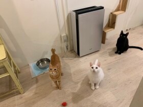 動物保護団体の快適な譲渡活動を応援　パナソニックが空間除菌脱臭機を提供