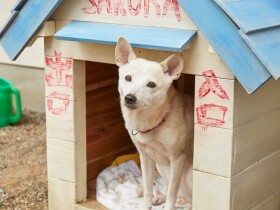 犬が家族の絆をつなぎ留める　北村匠海ら人気俳優共演作『さくら』は温かくビターだった
