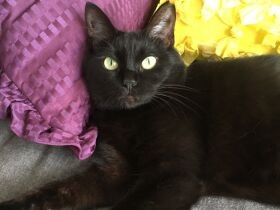 初めて保護した「猫家族」の母猫　気になってうちの子に迎えた