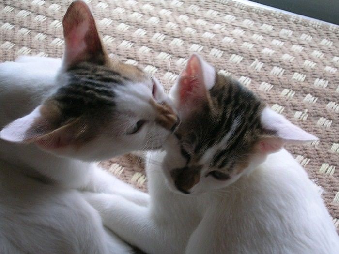 幼い頃のカツオとワカメ（右）（提供写真）