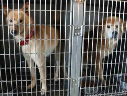 殺処分ワースト上位の千葉県　小さな命はどこへ