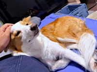 飼い主さんに寄り添ってうとうとするるいちゃん（画像提供：るいとあおの日常さん）