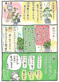 【漫画】『家庭菜園 初収穫の話』13（おべちさん提供）