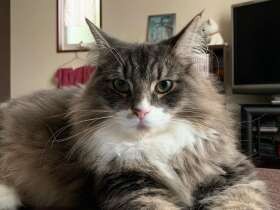 なぜ？３回まわってからご飯を食べるノルウェージャン「太郎丸」