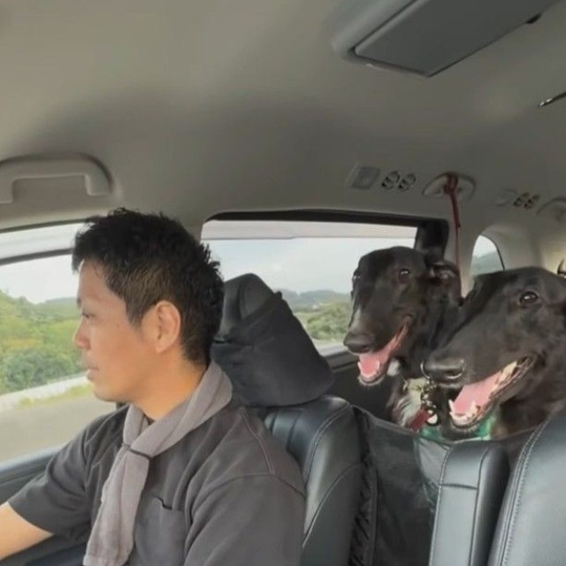 ウィルくんとロビンちゃんと一緒に車で遠征（「BORZOI WILL &ROBIN」さん提供、Instagramよりキャプチャ撮影）