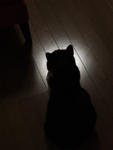 真夜中のリビングにたたずむ（小林写函撮影）