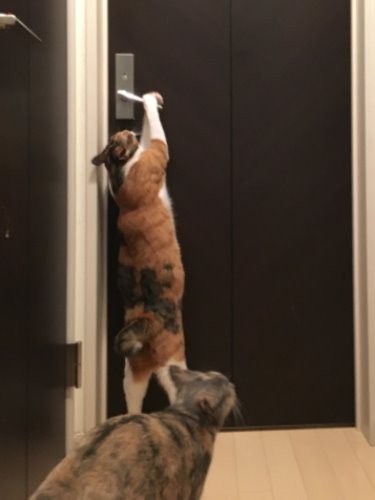 エレナは最近ドアを開けらるようになりました