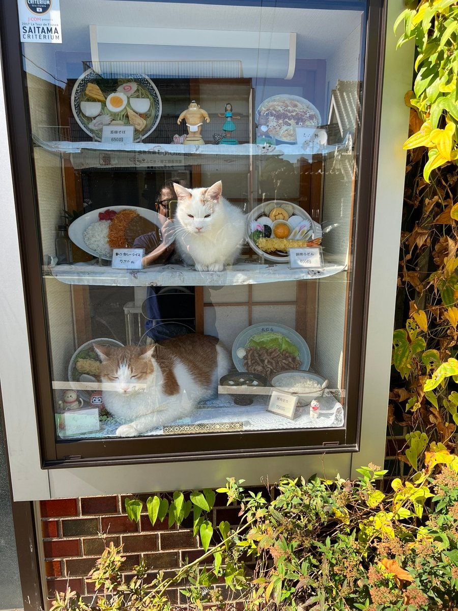 最強メニュー」そば屋のショーケース猫が話題 荒川で保護された元