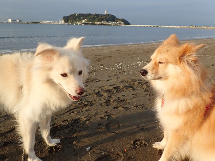 毎日散歩している砂浜、海とかどうでもいい大吉（左）と福助（右）