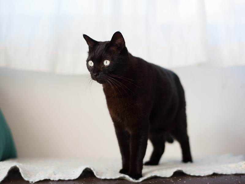 「後ろの窓は、通りを眺める人気の場所さ」（小林写函撮影）