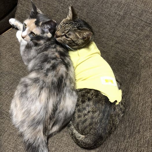 寄り添うロゼちゃんとランチくん