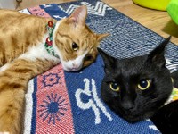 しのぶくんとかれんくん兄弟（提供：さんぬこさん）