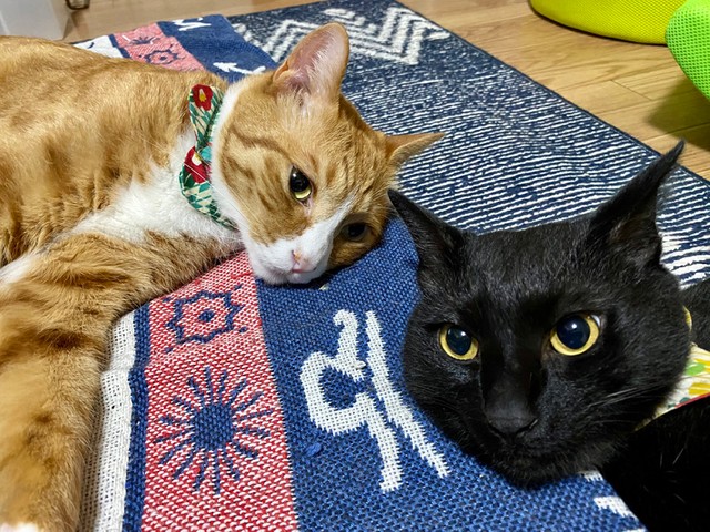 しのぶくんとかれんくん兄弟（提供：さんぬこさん）