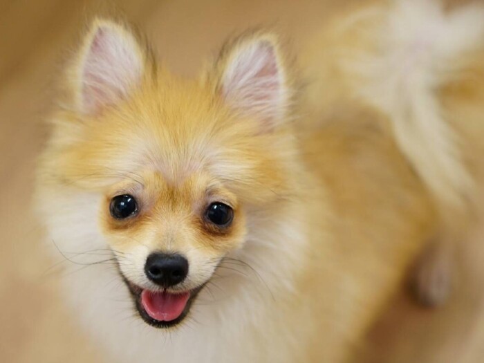 超ハイパーボーイななっぱ（UG提供）