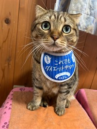 猫の寅 ねこの寅次郎と小梅 (@torachanthecat) • Instagram photos and