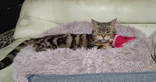 闘病期。点滴時は自ら、点滴用に作ったベッドに乗り、嫌がらずに頑張ってくれた