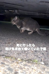 見に行ったらた助けを求めて鳴いていた子猫（「ねころび」さん提供、Instagramよりキャプチャ撮影）